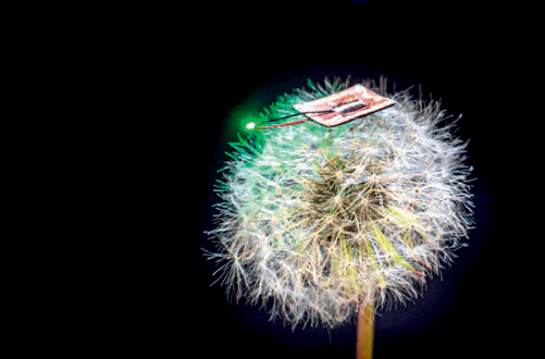 James Pikul microbattery on a dandelion.