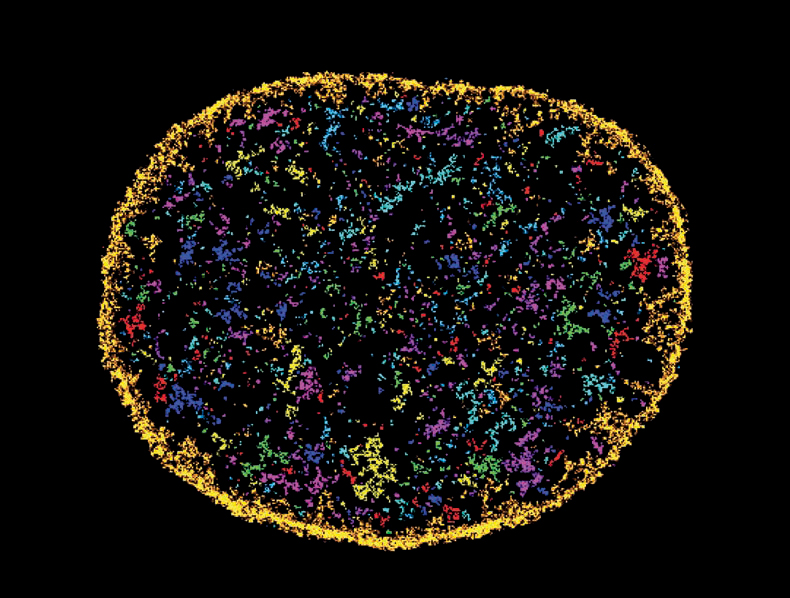 CEMB cell model.